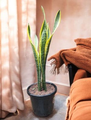 Snake Plant Yellow (Sansevieria Yellow Long)
