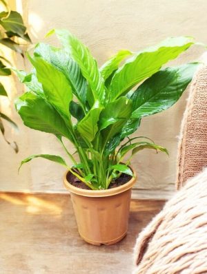 Peace Lilly (Spathiphyllum ‘Sebastiano’)