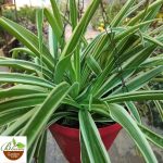 Green Spider Plant in Hanging Pot
