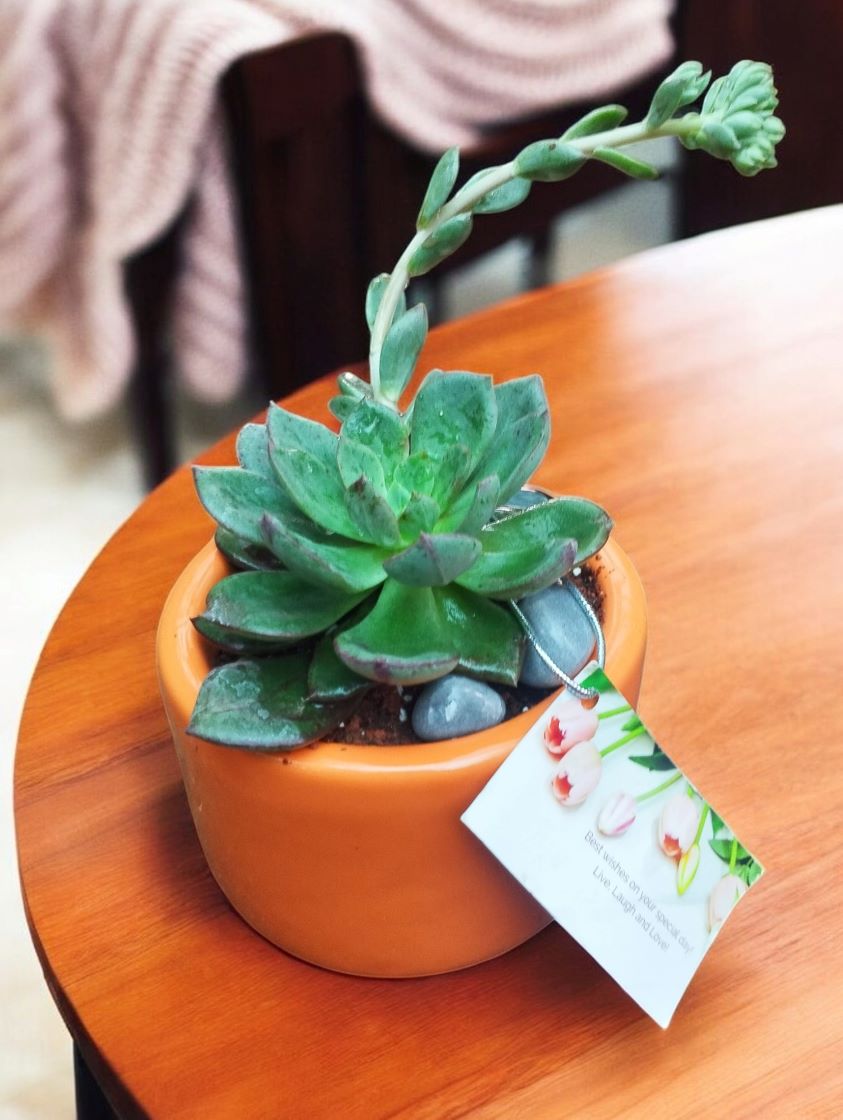 Succulent in Ceramic Pot - Image 3