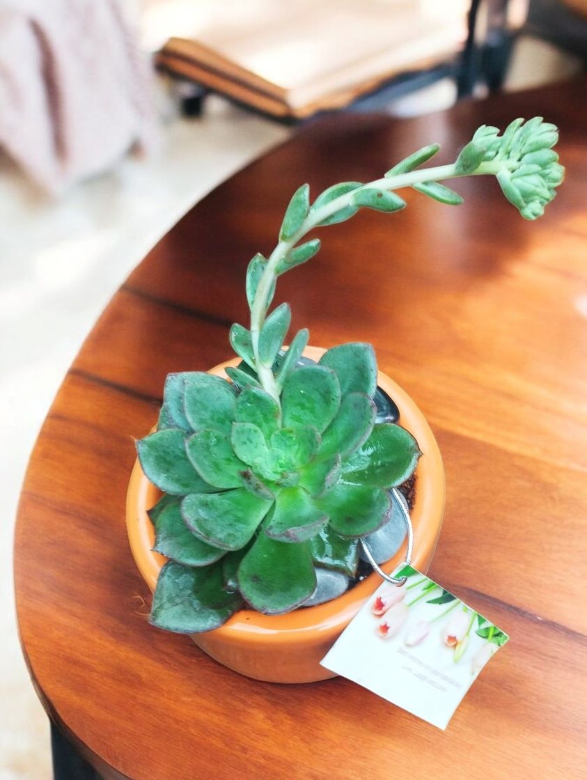 Succulent in Ceramic Pot - Image 2