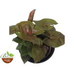 Syngonium Merry Maria