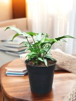 Syngonium 'Ngern Lai Ma'