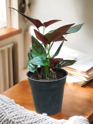 Syngonium Red Arrow, Syngonium Erythrophyllum