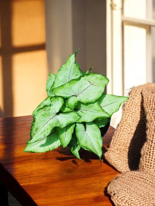 Syngonium Podophyllum Berry Allusion - Image 2