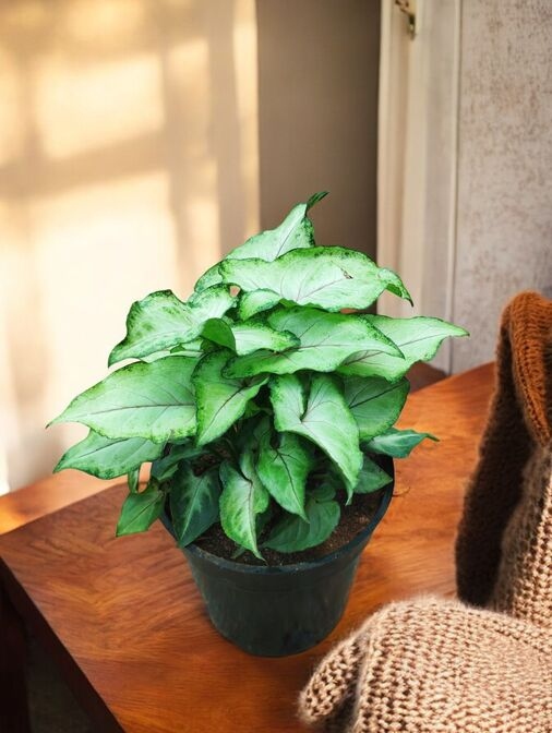 Syngonium Podophyllum Berry Allusion - Image 3