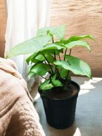 Syngonium Podophyllum Schott, Arrowhead Plant