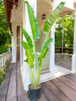 Travelers Palm (Fan Palm)- 8 ft