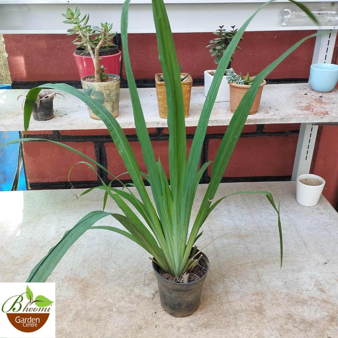 Trimezia Martinicensis Plant