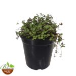 Purple Turtle Vine (Callisia Repens)