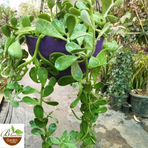 Kleinia petraea (Weeping Jade/Trailing Jade)