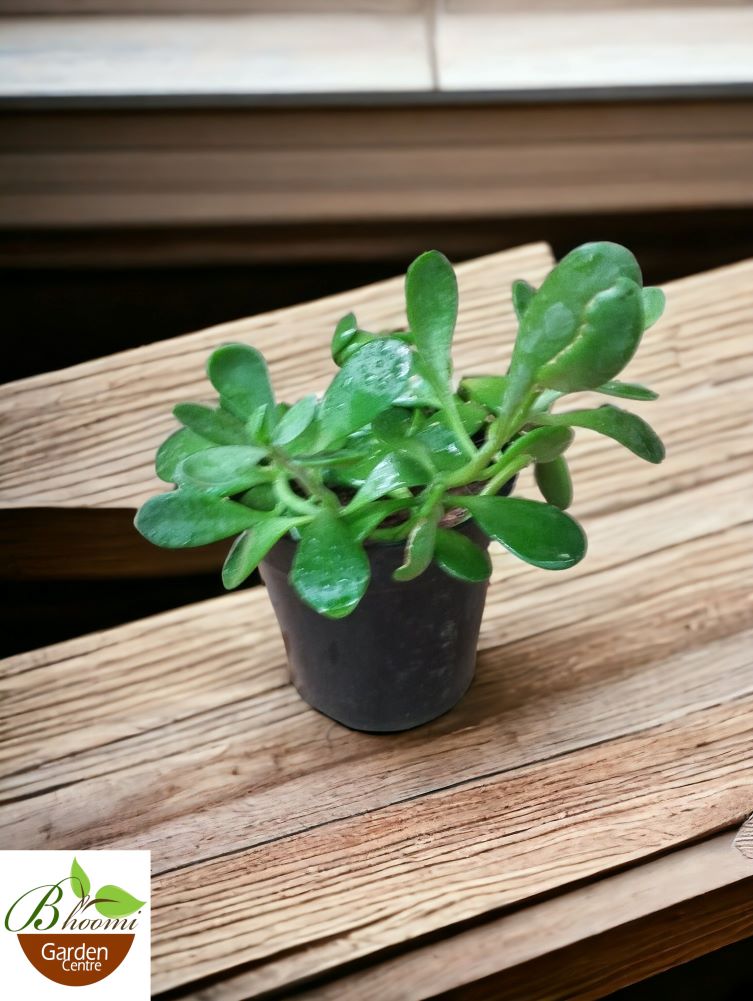 Weeping Jade / Trailing Jade - Image 3