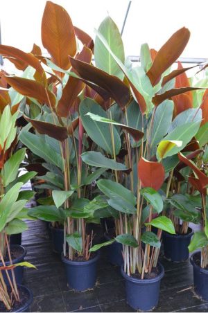 Pleiostachya Pruinosa - Wheat Calathea