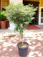 White Small Leaf Poinsettia (Euphorbia pulcherrima)