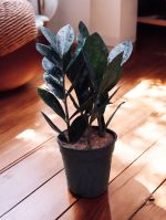 Zamia Black Plant (Black ZZ) - Small