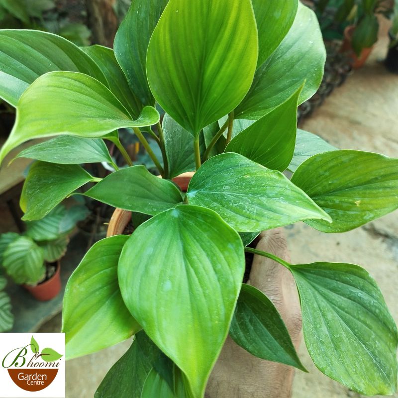 Homalomena Emerald Gem - Image 2