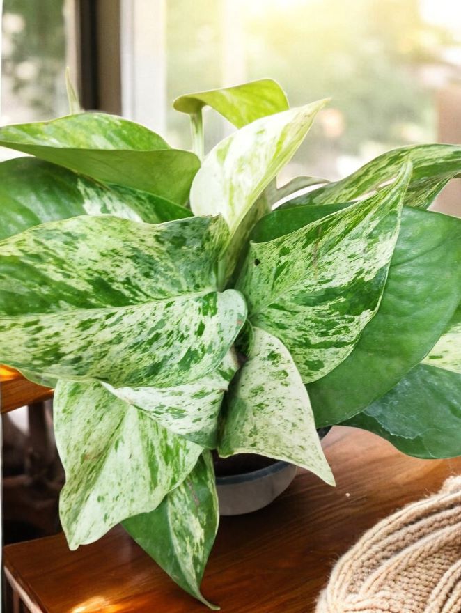 Marble Queen Pothos - Image 2