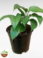 Monstera Deliciosa Mini aka Split-leaf philodendron