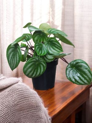 Watermelon Peperomia (Peperomia argyreia)